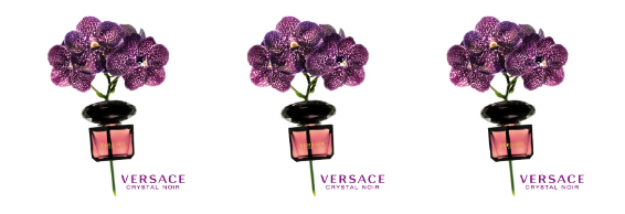 versace crystal noir douglas